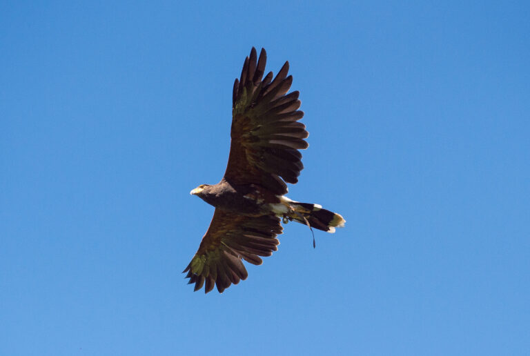 Wave hill Raptors in Flight credit Joshua Bright