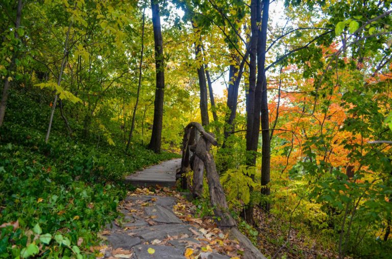 Forest Bathing credit Wave Hill