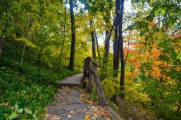 Forest Bathing credit Wave Hill